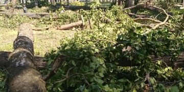 tree-felling