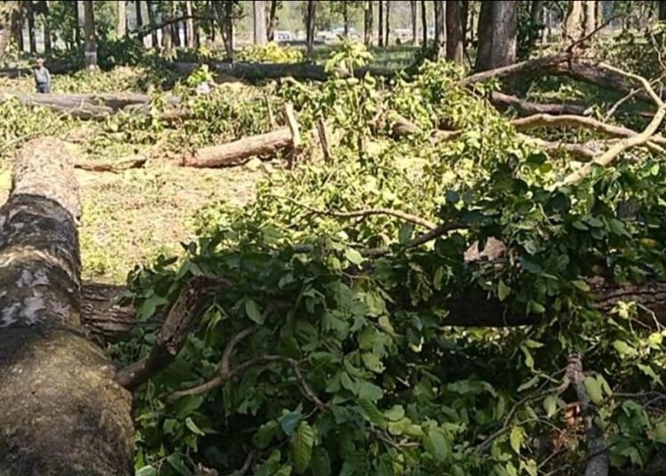 tree-felling