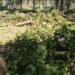 tree-felling