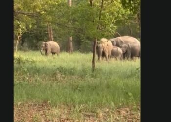 Elephant