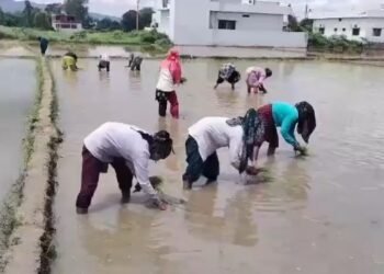 farmer