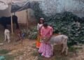 cow