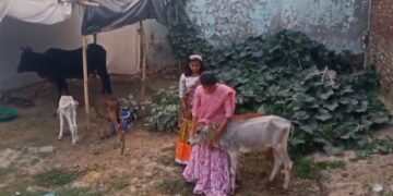 cow