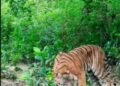 tiger