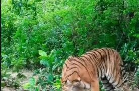 tiger