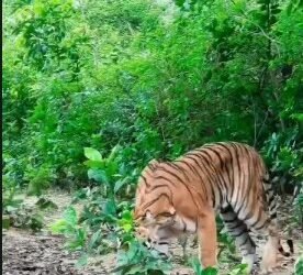 tiger