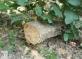tree felling