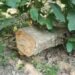 tree felling