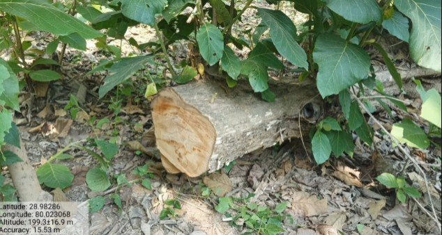 tree felling