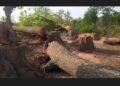 tree felling