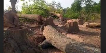 tree felling