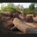 tree felling