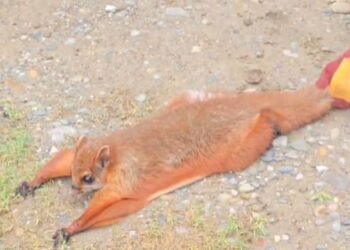 Flying Squirrel