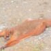 Flying Squirrel