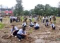 plant trees