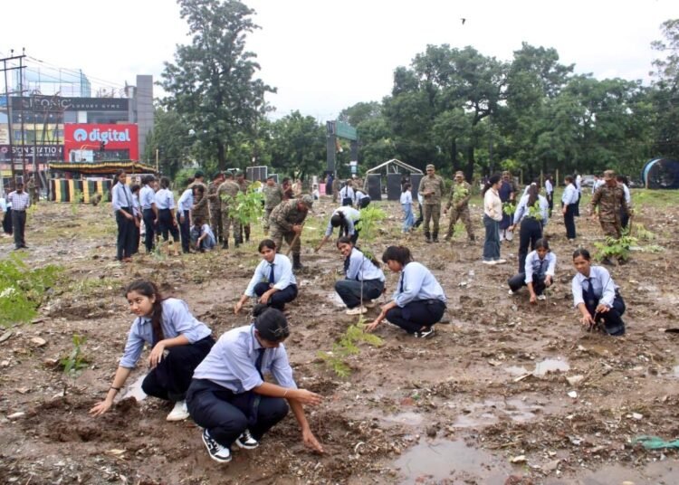 plant trees