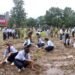 plant trees