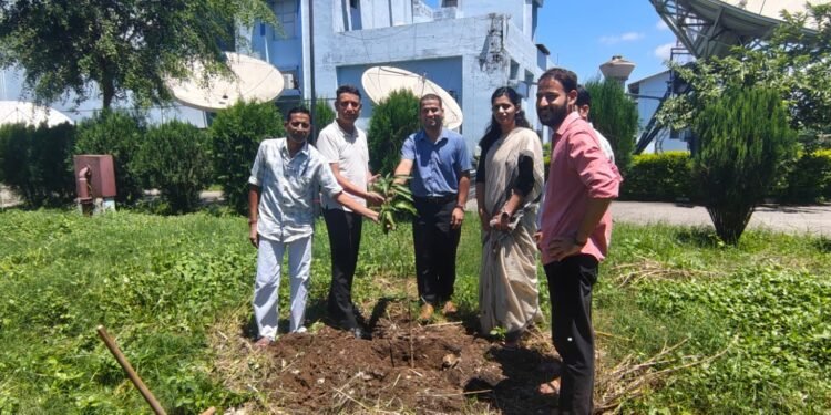 plantation