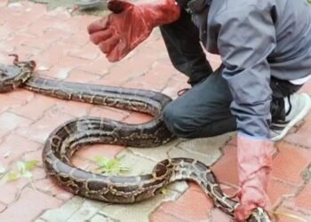 python