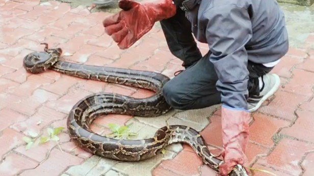 python