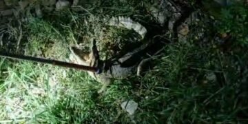 Crocodile