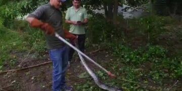 rescue