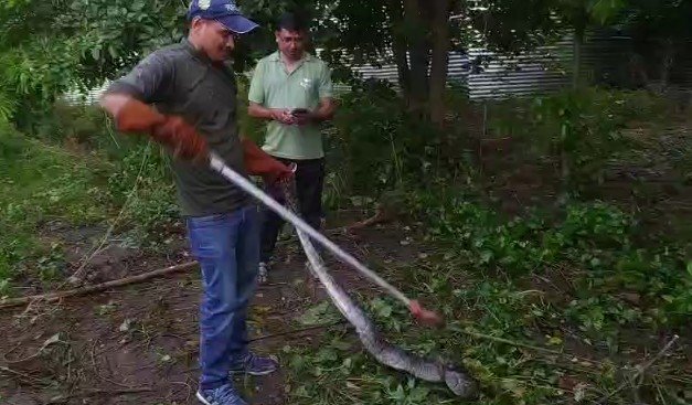 rescue