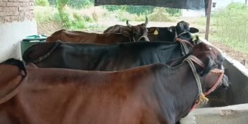 Cows
