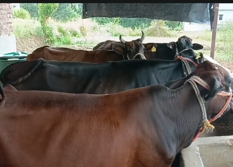 Cows