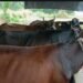 Cows
