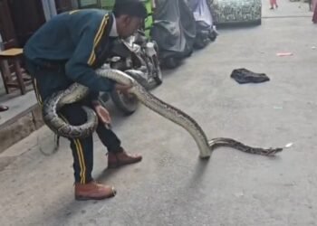python