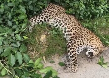 Leopard