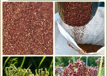 millets