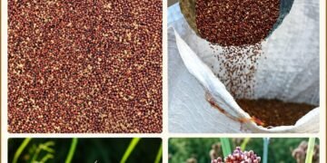 millets