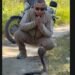 snake