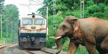 train