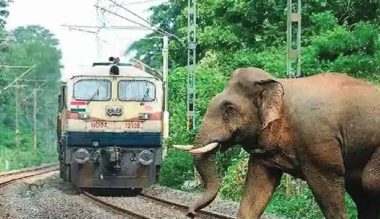 train
